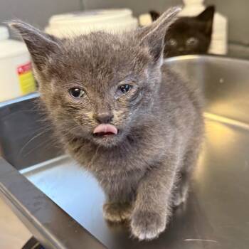 Domestic Short Hair Cats Available for Adoption in Tuscaloosa, Alabama - TUSC-Stray-84069_2 | PetCurious