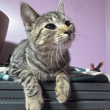Marta -  Domestic Short Hair Cat for Adoption in Cortland, New York - Marta | PetCurious