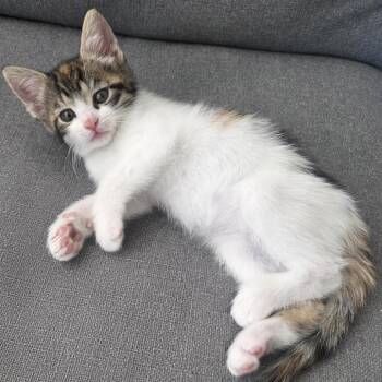 Breezy -  Domestic Short Hair Cat for Adoption in York, Pennsylvania - Breezy | PetCurious