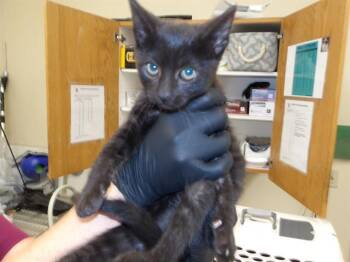RHETT -  Domestic Short Hair Cat for Adoption in Santa Rosa, California - RHETT | PetCurious