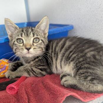 Deena -  Domestic Short Hair Cat for Adoption in Evansville, Indiana - Deena | PetCurious
