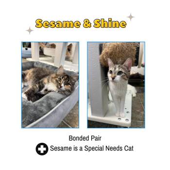 Domestic Medium Hair Cats Available for Adoption in Frankenmuth, Michigan - Sesame & Shine (Bonded Pair) | PetCurious