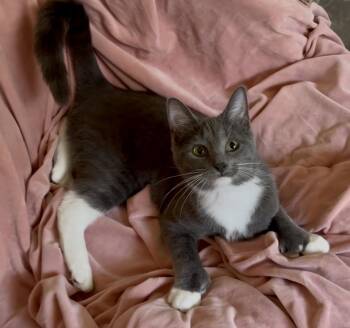 Gwen -  Domestic Medium Hair Cat for Adoption in Greenwood, Indiana - Gwen | PetCurious