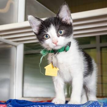 Domestic Short Hair Cats Available for Adoption in St. Louis, Missouri - JONQUIL | PetCurious