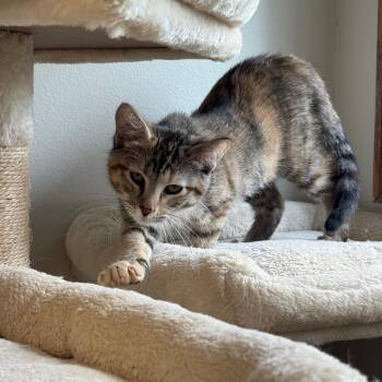 Boji -  Domestic Short Hair Cat for Adoption in Milford, Iowa - Boji | PetCurious