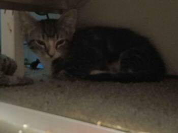 Pip -  Domestic Short Hair Cat for Adoption in Parkville, Maryland - Pip | PetCurious