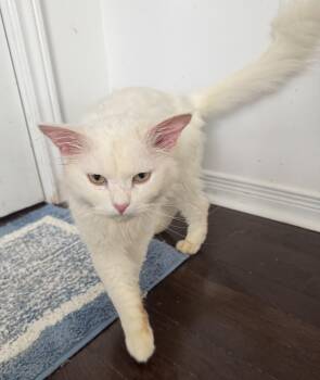 Lynch- super Gentle & Cuddly -  Turkish Angora Cat Available for Adoption in Brampton, Ontario - Lynch- Super Gentle & Cuddly | PetCurious