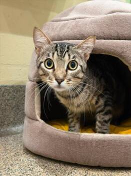 ZEKE -  Domestic Short Hair Cat for Adoption in Fort Myers, Florida - ZEKE | PetCurious