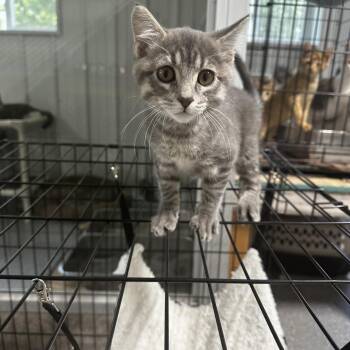 Jackson Avery -  Domestic Short Hair Cat for Adoption in Grinnell, Iowa - Jackson Avery | PetCurious