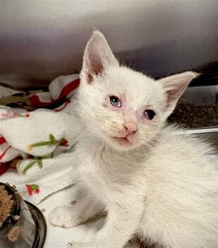 LEONARD -  Domestic Short Hair Cat for Adoption in Thousand Palms, California - LEONARD | PetCurious