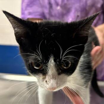 Gina -  Domestic Short Hair Cat for Adoption in Newport, North Carolina - Gina | PetCurious