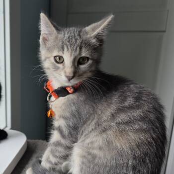 Cardi & Megan -  Domestic Short Hair Cat for Adoption in Lauderdale, Minnesota - Cardi & Megan | PetCurious