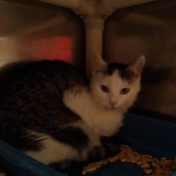 Mitzy -  Domestic Short Hair Cat for Adoption in New York, New York - Mitzy | PetCurious