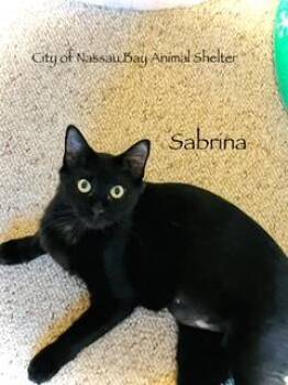Rescue Domestic Medium Hair Cats for Adoption in Houston, Texas - F48-25 Sabrina | PetCurious