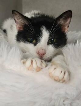Sunny -  Domestic Short Hair Cat for Adoption in Waupaca, Wisconsin - Sunny | PetCurious