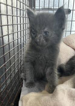 LAURIE -  Domestic Short Hair Cat for Adoption in San Antonio, Texas - LAURIE | PetCurious