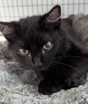 Rescue Domestic Medium Hair Cats for Adoption in St. Augustine, Florida - Binx | PetCurious