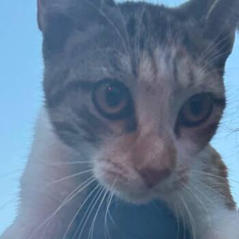 Camembert -  Domestic Short Hair Cat for Adoption in Philadelphia, Pennsylvania - Camembert | PetCurious