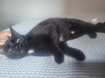 Rescue Domestic Short Hair Cats for Adoption in London, Ontario - Pixie | PetCurious