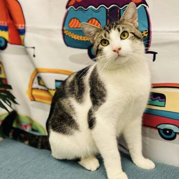 Domestic Short Hair Cats Available for Adoption in Effingham, Illinois - Miko | PetCurious