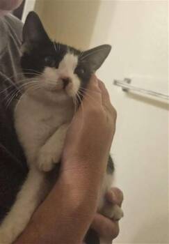 BOMBER -  Domestic Short Hair Cat for Adoption in Modesto, California - BOMBER | PetCurious