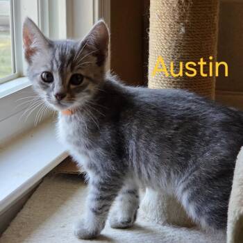 Austin -  Domestic Short Hair Cat for Adoption in Ashland, Virginia - Austin | PetCurious