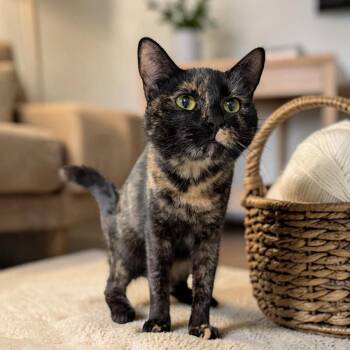 Beatrice -  Tortoiseshell Cat for Adoption in Wilmington, Ohio - Beatrice | PetCurious