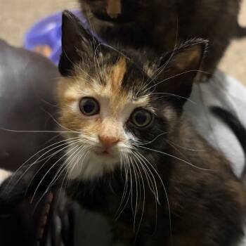 Domestic Short Hair and Extra Toes Cat Hemingway Polydactyl Cats Available for Adoption - Caramel C10879 | PetCurious