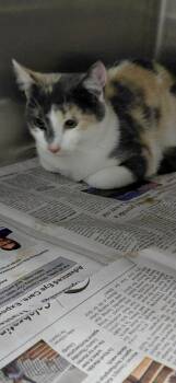 Lotti -  Domestic Short Hair Cat for Adoption in Henderson, North Carolina - Lotti | PetCurious