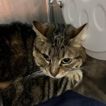 Domestic Short Hair Cats Available for Adoption in Murray, Utah - Tahjah | PetCurious