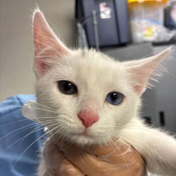 Casper -  Domestic Short Hair Cat for Adoption in Newark, New Jersey - Casper | PetCurious