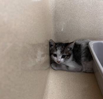 Domestic Short Hair Cats Available for Adoption in Gautier, Mississippi - Serpentine Belt | PetCurious