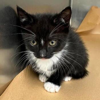 Cher 26-08-120 -  Domestic Short Hair Cat for Adoption in Bastrop, Texas - Cher 26-08-120 | PetCurious