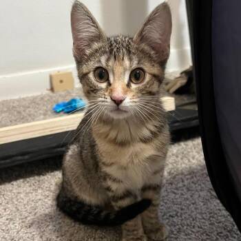 Dopey -  Domestic Short Hair Cat for Adoption in South Elgin, Illinois - Dopey | PetCurious