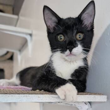 Rescue Domestic Short Hair Cats for Adoption in Los Angeles, California - Zucchini | PetCurious