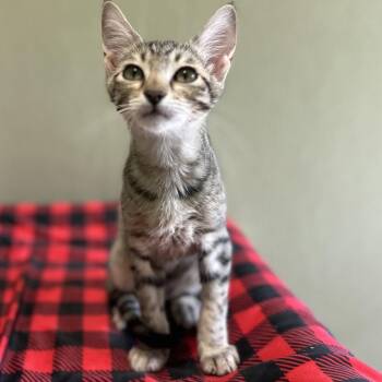 COOKIE -  Domestic Short Hair Cat for Adoption in Kyle, Texas - COOKIE | PetCurious