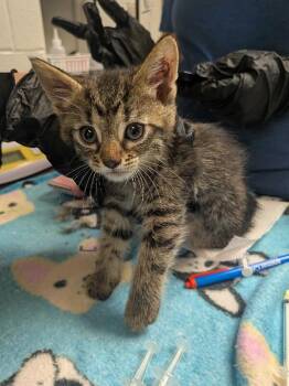 Gelato -  Domestic Short Hair Cat for Adoption in Cincinnati, Ohio - Gelato | PetCurious