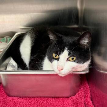 Domestic Short Hair Cats Available for Adoption in Blairsville, Georgia - Skye | PetCurious