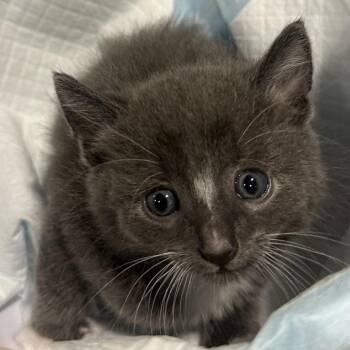 Lil Smokey -  Domestic Long Hair Cat for Adoption in Long Beach, California - Lil Smokey | PetCurious