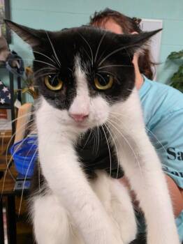 Febuary -  Domestic Short Hair Cat for Adoption in Rockport, Texas - Febuary | PetCurious