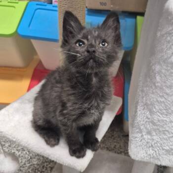 Domestic Medium Hair Cats Available for Adoption in Kingman, Kansas - Upendo (aqua) | PetCurious