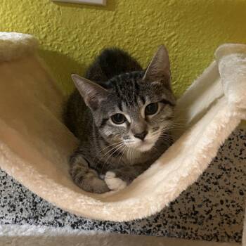 Scary Larry -  Domestic Short Hair Cat for Adoption in Fresno, California - Scary Larry | PetCurious