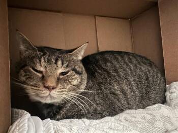 Domestic Short Hair Cats Available for Adoption in Boston, Massachusetts - EAGLE | PetCurious