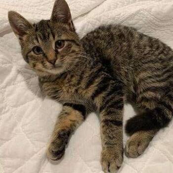 Rescue Domestic Short Hair and Tabby Cats for Adoption in Washington, Iowa - Sparrow - Party Animal | PetCurious