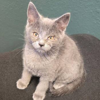 Trax -  Domestic Short Hair Cat for Adoption in Coos Bay, Oregon - Trax | PetCurious