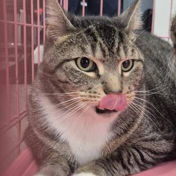 Snowball -  Domestic Short Hair Cat for Adoption in Newark, New Jersey - Snowball | PetCurious