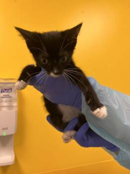 Wolfgang -  Domestic Short Hair Cat for Adoption in Raleigh, North Carolina - Wolfgang | PetCurious