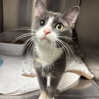 Domestic Short Hair Cats Available for Adoption in Lake Tapwingo, Missouri - Gemini | PetCurious