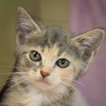 Dahlia -  Domestic Short Hair Cat for Adoption in Versailles, Kentucky - Dahlia | PetCurious