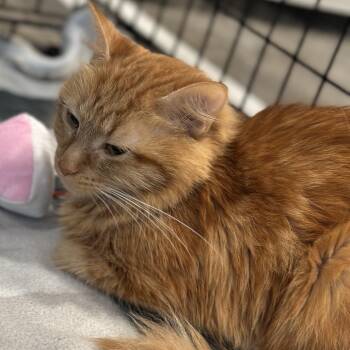 Saffron -  Domestic Medium Hair Cat for Adoption in Matteson, Illinois - Saffron | PetCurious